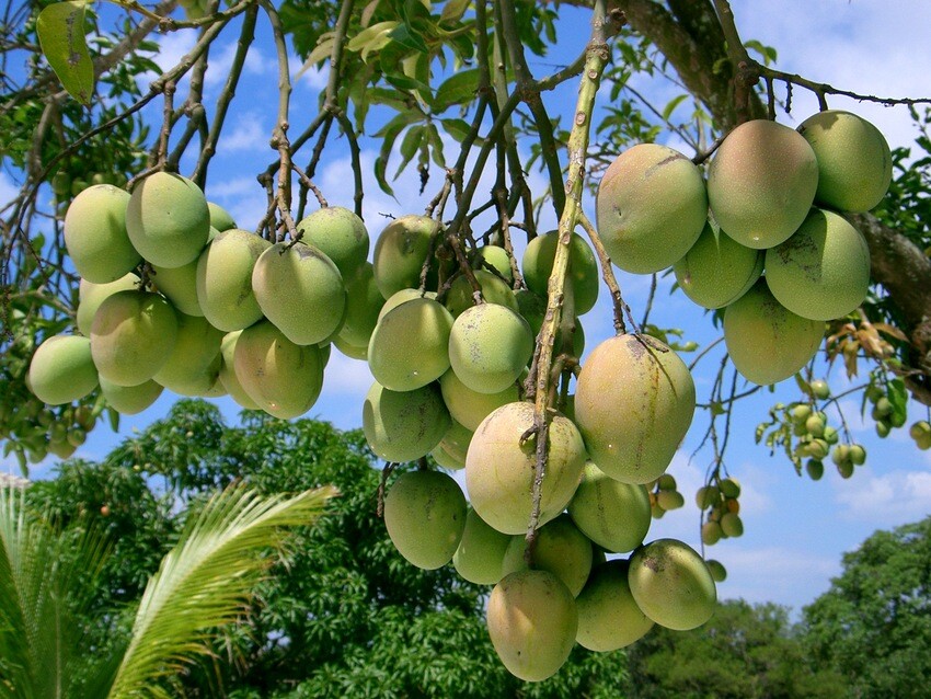 Mango Slices