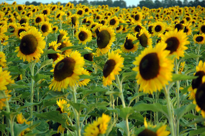 Sunflower Seeds