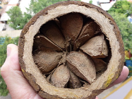 Brazil Nuts