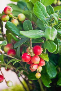 Cranberries