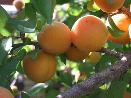 Apricots