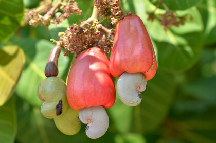 Cashews