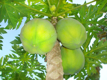 Papaya