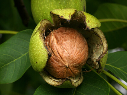 Walnuts