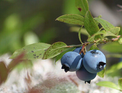 Blueberries