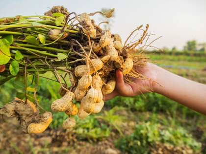 Peanuts (Ground Nuts)